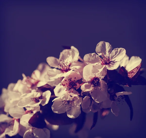 Kersenboom Blossom bloemen — Stockfoto