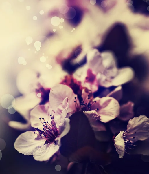Třešeň květ květiny — Stock fotografie
