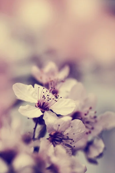 Cerezo Flores de flor — Foto de Stock