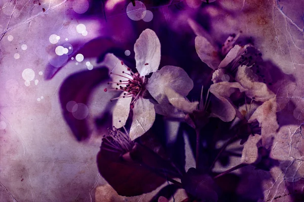 Cerisier Fleurs de fleurs — Photo