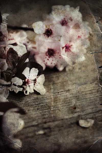 Albero di ciliegio Fiori di fiori — Foto Stock