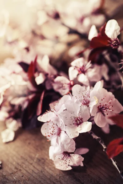 Cerejeira Flores de flor — Fotografia de Stock