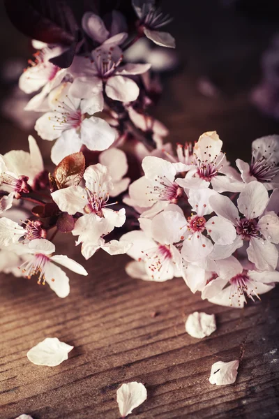 桜の花の花 — ストック写真