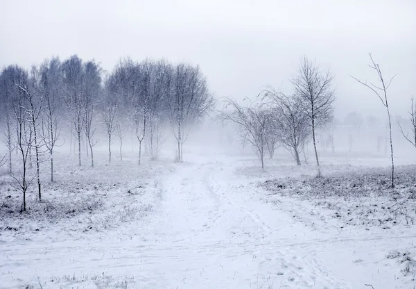 Kış doğa manzarası — Stok fotoğraf