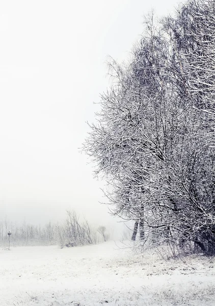 Naturen vinterlandskap — Stockfoto