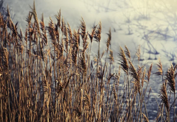 Common Reed joessa — kuvapankkivalokuva