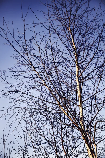 Primavera Coronas de abedul invierno — Foto de Stock