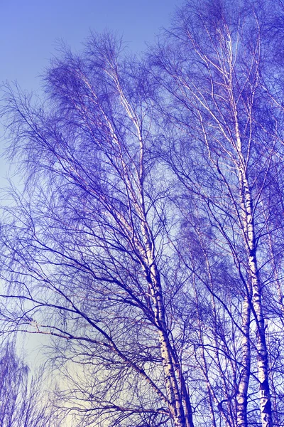 봄 겨울 자작나무 크라운 — 스톡 사진