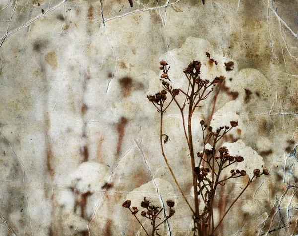 Fleurs de mauvaises herbes congelées avec neige — Photo