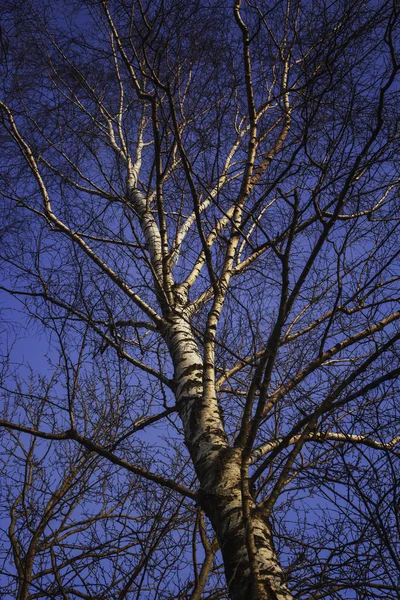 Frühling Winter Birkenkronen — Stockfoto