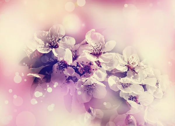 Kersenboom Blossom bloemen — Stockfoto