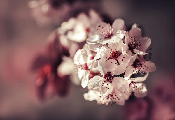Cherry tree Blossom  flowers — Stock Photo, Image