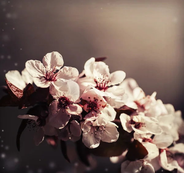 樱桃树盛开的花 — 图库照片