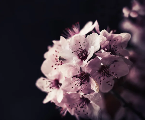 Wiśniowe drzewo kwiat — Zdjęcie stockowe