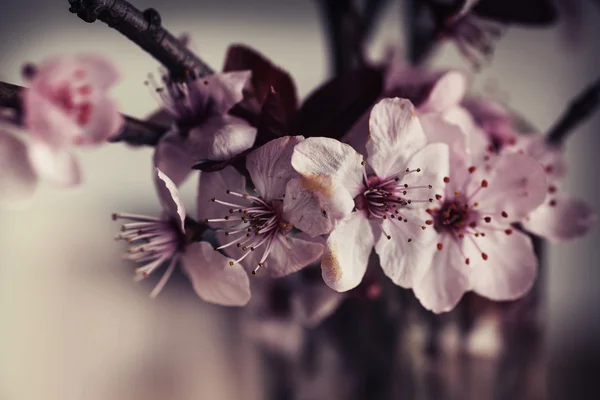 Cerejeira Flores de flor — Fotografia de Stock