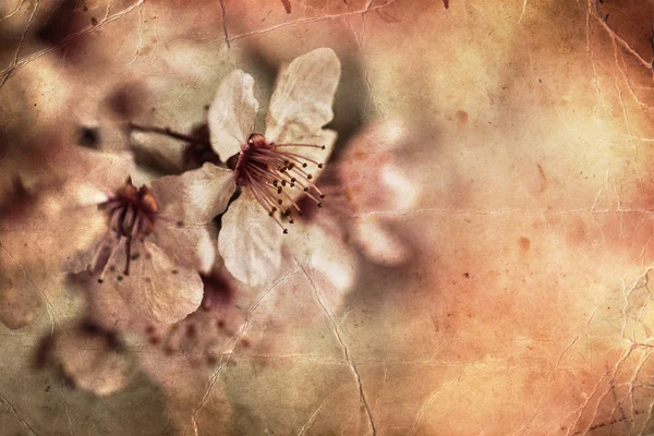 Kersenboom Blossom bloemen — Stockfoto