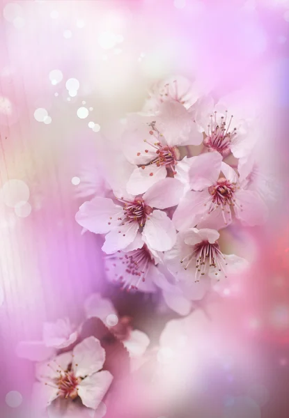 Körsbärsträd blomma blommor — Stockfoto