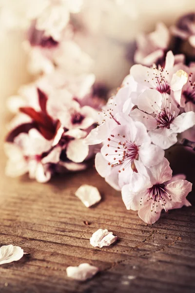 Cerezo Flores de flor — Foto de Stock