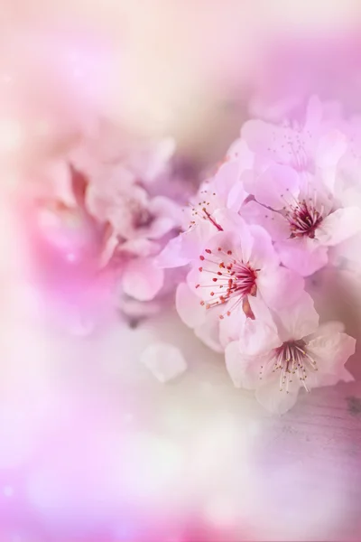 Cherry tree Blossom  flowers — Stock Photo, Image