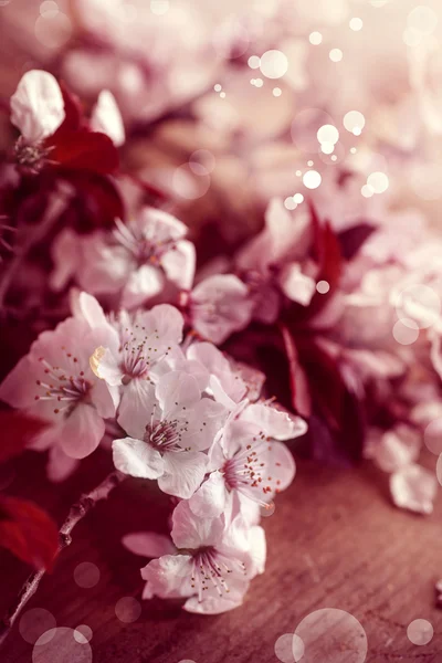 Cherry tree Blossom  flowers — Stock Photo, Image