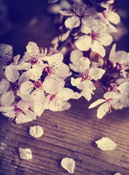 Цветки сакуры — стоковое фото