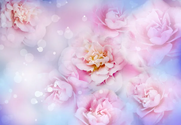 Beautiful pink rose flower texture — Stock Photo, Image