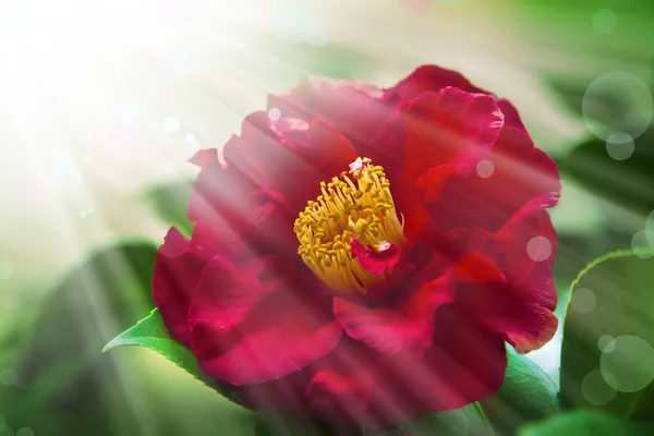 美しいピンクのバラの花 — ストック写真