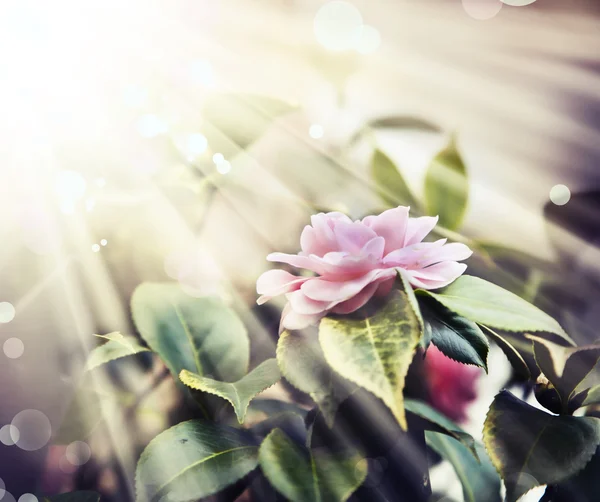 Güzel pembe gül çiçeği — Stok fotoğraf