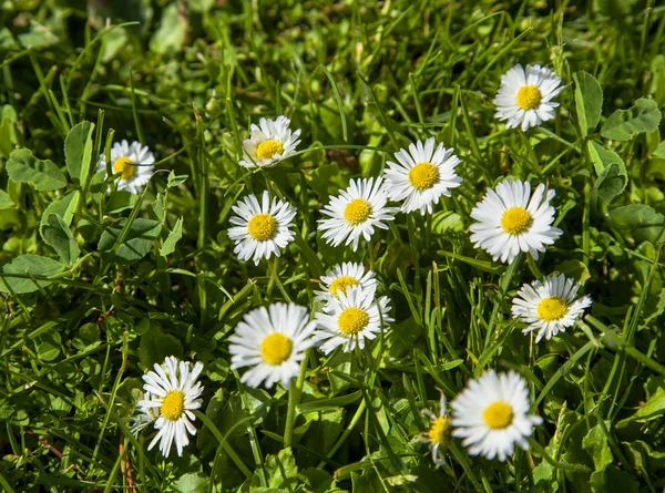 Chamomile flowers in green grass — Stock Photo, Image