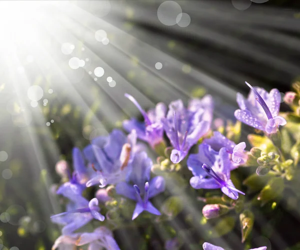 Busker med lilla blomster – stockfoto