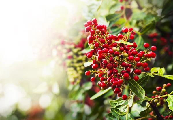 Rote Beeren und Strauch — Stockfoto