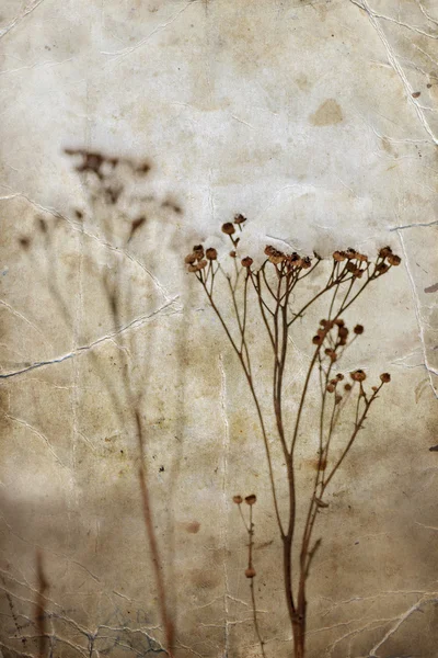 Vahşi kış çiçekleri — Stok fotoğraf