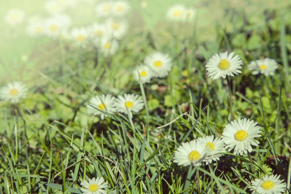 Yeşil çim ve papatya çiçekler — Stok fotoğraf