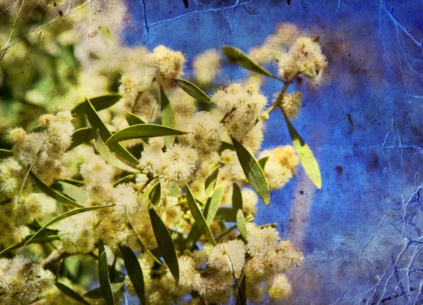 編み枝細工の春の花 — ストック写真