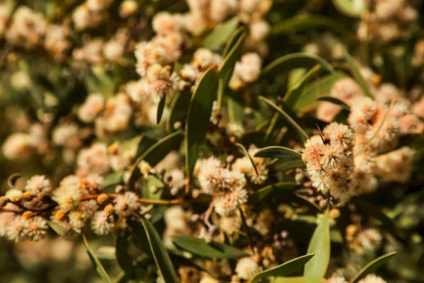 Wattle tavaszi virágok — Stock Fotó