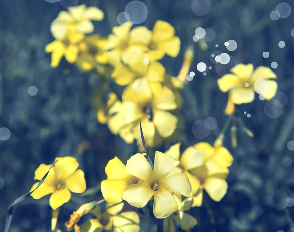 黄色い蝶の花 — ストック写真