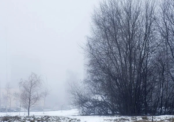 나무와 눈이 뒤섞인 겨울 풍경 — 스톡 사진