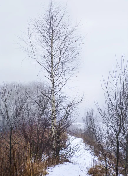 Ağaçlar ve karla kaplı kış manzarası — Stok fotoğraf