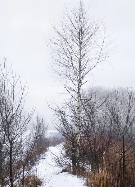 Winterlandschap met bomen en sneeuw — Stockfoto