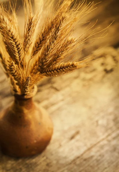 Espiguetas de trigo em vaso cerâmico — Fotografia de Stock