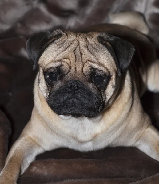 Prachtige fauve Pug puppy — Stockfoto