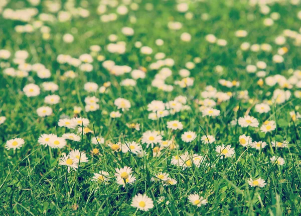 Green grass and chamomile flowers — Stock Photo, Image