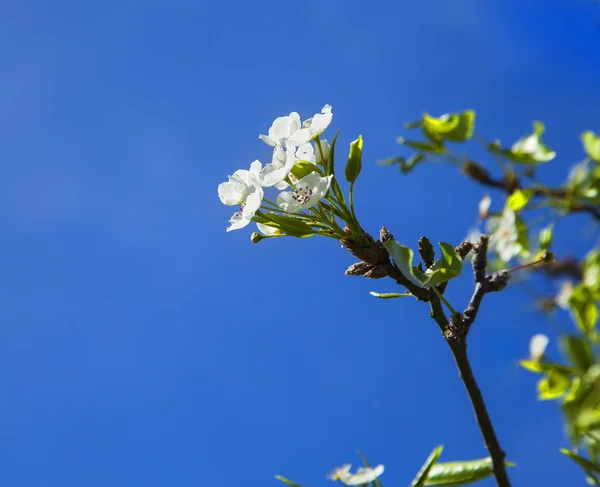 Sakura trädgren i blom — Stockfoto