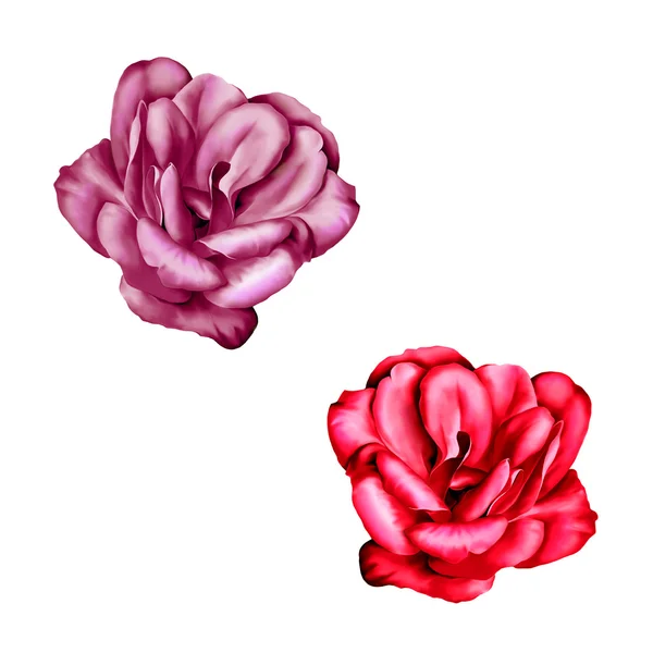 Flores de camelia roja y rosa — Foto de Stock