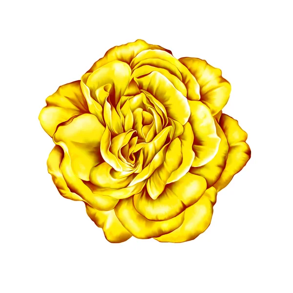 黄色いバラの花 — ストック写真