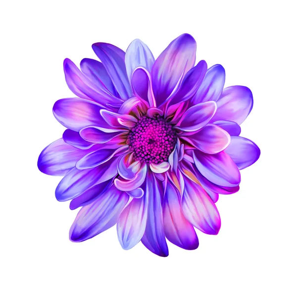 Paarse chrysant bloem — Stockfoto