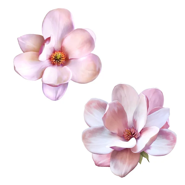 Roze magnolia bloemen — Stockfoto