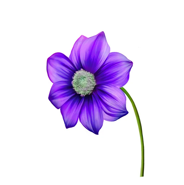 Fiore di dalia viola — Foto Stock