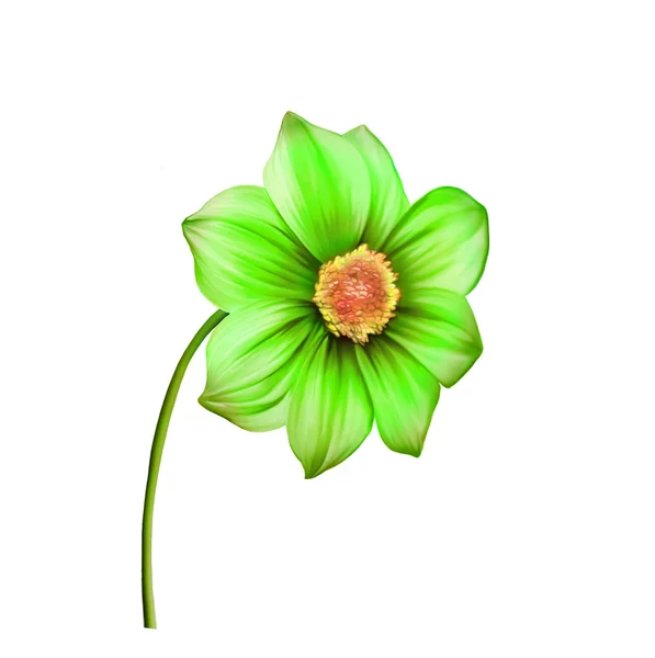 Dahlia zelený květ — Stock fotografie