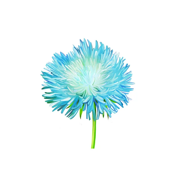 Blue  Aster flower — Stock Photo, Image